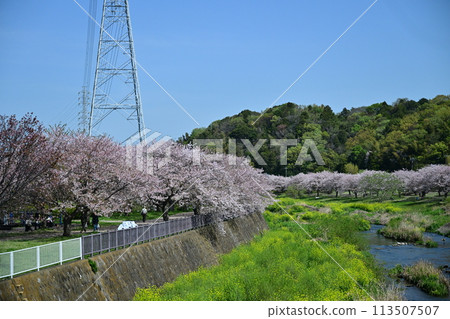 Aridogawa河公園的櫻花 113507507