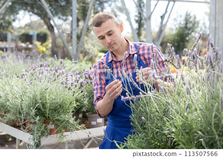 Male gardener takes care of potted flowers lavender in greenhouse 113507566