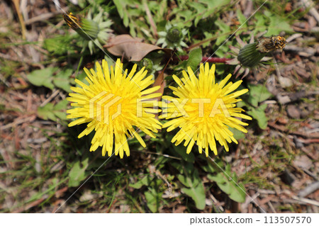 Dandelion Dandelion 113507570