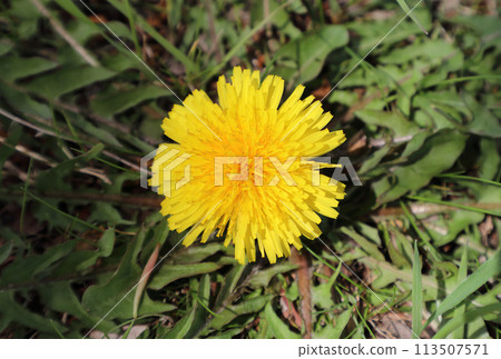 Dandelion Dandelion 113507571
