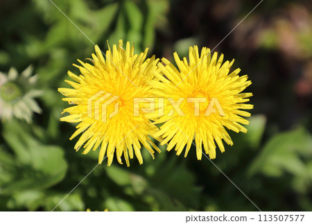 Dandelion Dandelion 113507577