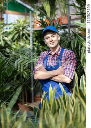 Male gardener takes care of potted flowers Sansevieria Lauren in greenhouse Male gardener takes care of potted flowers Sansevieria Lauren in greenhouse 113507599