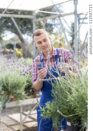 Male gardener takes care of potted flowers lavender in greenhouse 113507715