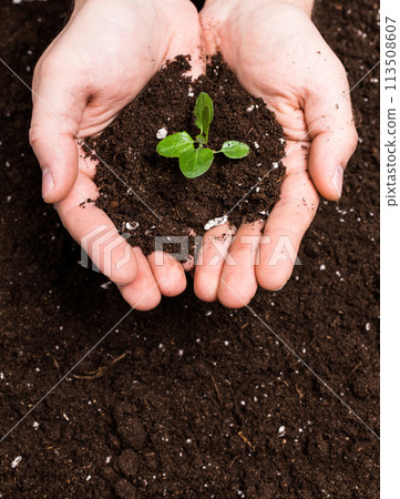 Hands holding sapling in soil surface Hands holding sapling in soil surface 113508607