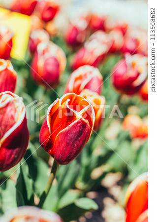 Colorful tulip garden in spring 113508682