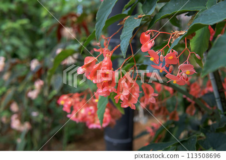 Close-up of red begonia flower [Begoniaceae] 113508696