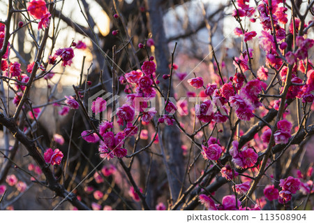 Plum blossom at dusk Plum blossom at dusk 113508904