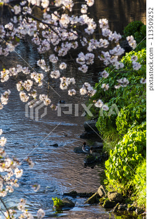 櫻桃樹和鴨子 113509252