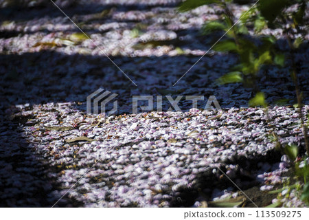 櫻桃花瓣 113509275