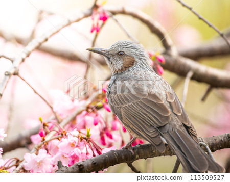 鵯棲息在櫻桃樹上 113509527