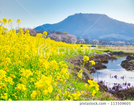 Spring at Kamisekigata Park in Nishikan Ward, Niigata City 113509605