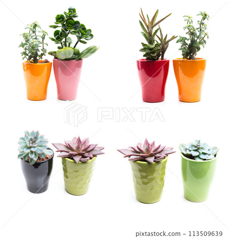 green plants in flower pots on white background green plants in flower pots on white background 113509639