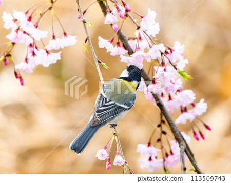 大山雀棲息在櫻花上 大山雀棲息在櫻花上 113509743