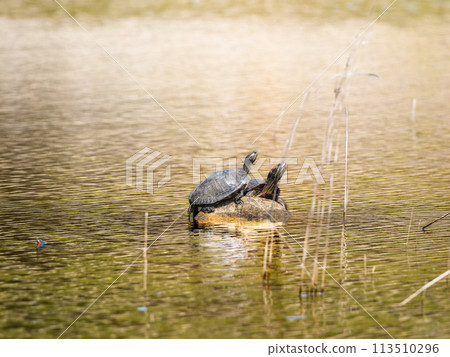 紅耳龜和綠海龜曬日光浴 113510296