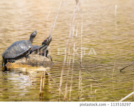 紅耳龜、綠海龜、複製空間日光浴 113510297