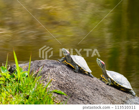 紅耳龜、綠海龜、複製空間日光浴 113510311