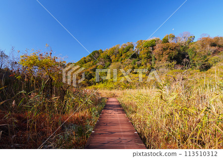 Koajiro Forest dyed in autumn leaves 113510312