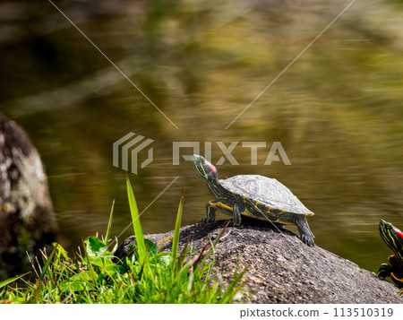 紅耳龜和綠海龜曬日光浴 113510319