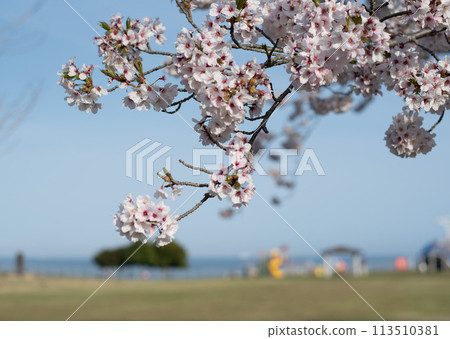 Cherry blossoms blooming in a park overlooking the sea 113510381
