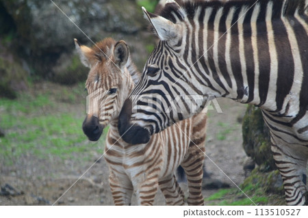 斑馬的輪廓 113510527