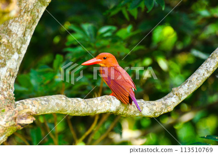 Ruddy Kingfisher perching on a tree branch 113510769