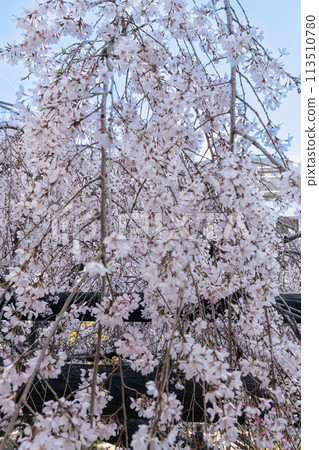 Bloomed cherry blossoms in full bloom shining in the blue sky 113510780