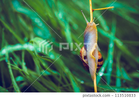 Snail on the grass in the morning. Snail on the grass in the morning. 113510833