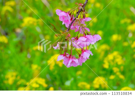 Kawazu cherry blossoms and rape blossoms in full bloom Kawazu cherry blossoms and rape blossoms in full bloom 113510834