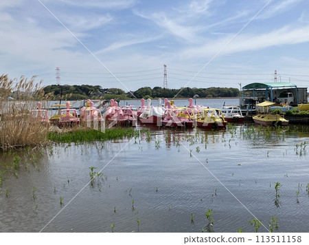手賀沼公園的天鵝船 113511158