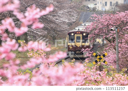 Watarase Keikoku Railway "A train surrounded by pink cherry blossoms" 113511237