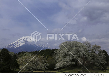 櫻花從山麓盛開 113511410