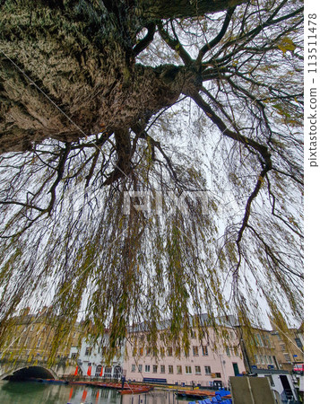 River Cam with moored punts in Cambridge, England viewed behind the branches of a beautiful tree. 113511478