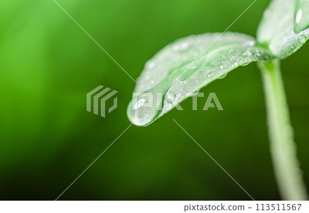 Young sprout in springtime,Closeup. 113511567