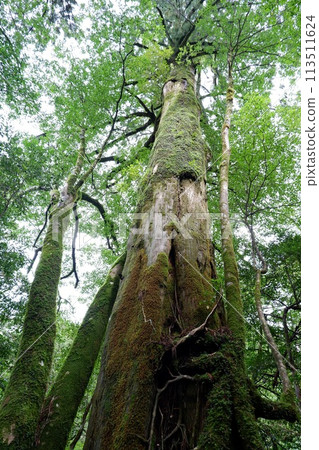 The sacred tree of Yakushima The sacred tree of Yakushima 113511624