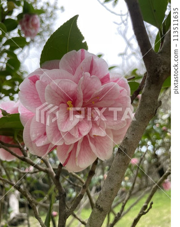Pink and white camellia 113511635