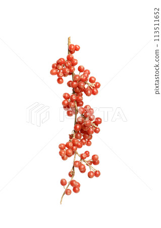 North America Buffaloberry or Shepherdia berries on white background North America Buffaloberry or Shepherdia berries on white background 113511652