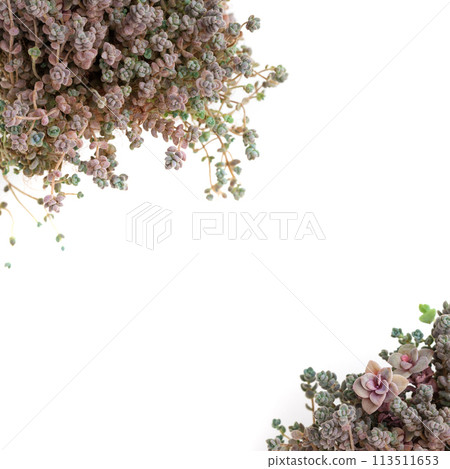 Border of succulent flower Sedum Dasyphyllum minor on white background 113511653