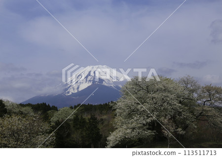 山腳下的老櫻花已經盛開了 山腳下的老櫻花已經盛開了 113511713