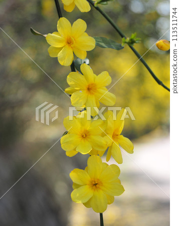 雲南吳梅 113511744