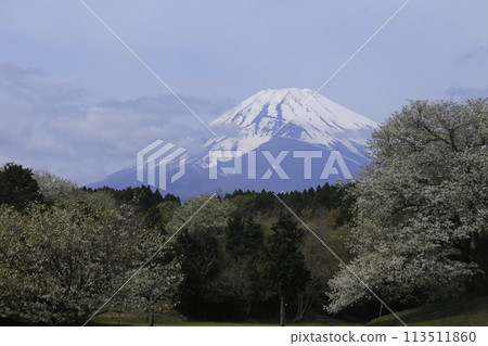 Old cherry blossoms at the base of the mountain in full bloom 113511860