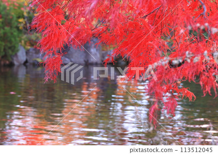 在池塘發光的秋葉 在池塘發光的秋葉 113512045