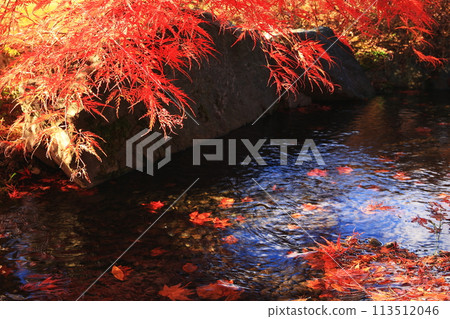 漂浮在池塘的秋葉 漂浮在池塘的秋葉 113512046