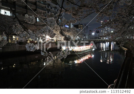 Cherry blossoms along the Ooka River_April 7, 2024_1 113512492