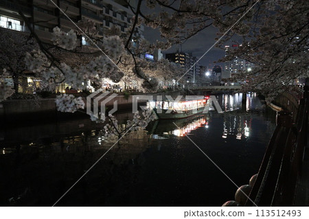 Cherry blossoms along the Ooka River_April 7, 2024_2 113512493