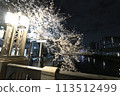 Cherry blossoms along the Ooka River_April 7, 2024_7 113512499