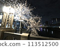 Cherry blossoms along the Ooka River_April 7, 2024_8 113512500