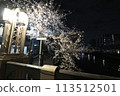 Cherry blossoms along the Ooka River_April 7, 2024_9 113512501