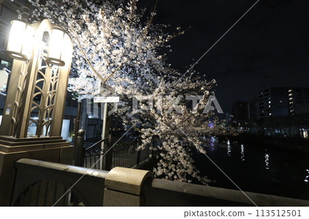 大岡川櫻花_2024年4月7日_9 大岡川櫻花_2024年4月7日_9 113512501