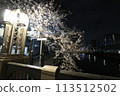 Cherry blossoms along the Ooka River_April 7, 2024_10 113512502