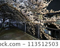 Cherry blossoms along the Ooka River_April 7, 2024_11 113512503